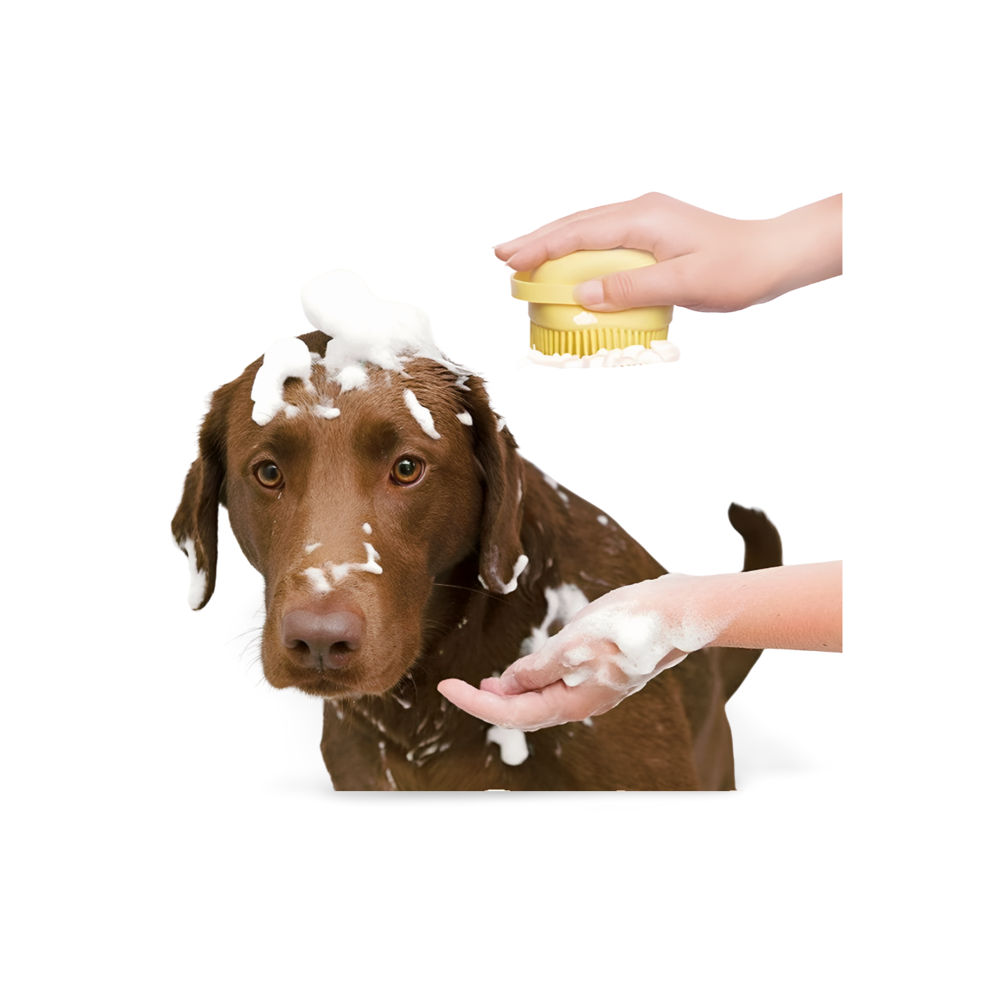 Cepillo Masajeador de Champú para mascota, es perfecto para perros, cachorros y gatos.